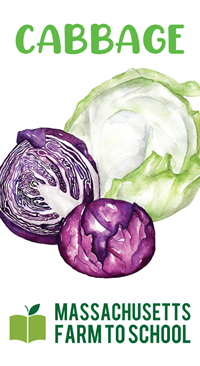 Cabbage